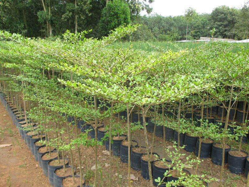 400gram túi bầu ươm cây 12x22