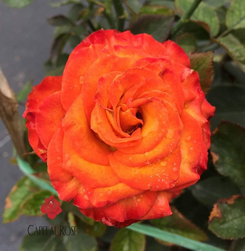 Hoa hồng High Magic Rose - hồng bụi, hoa lâu tàn