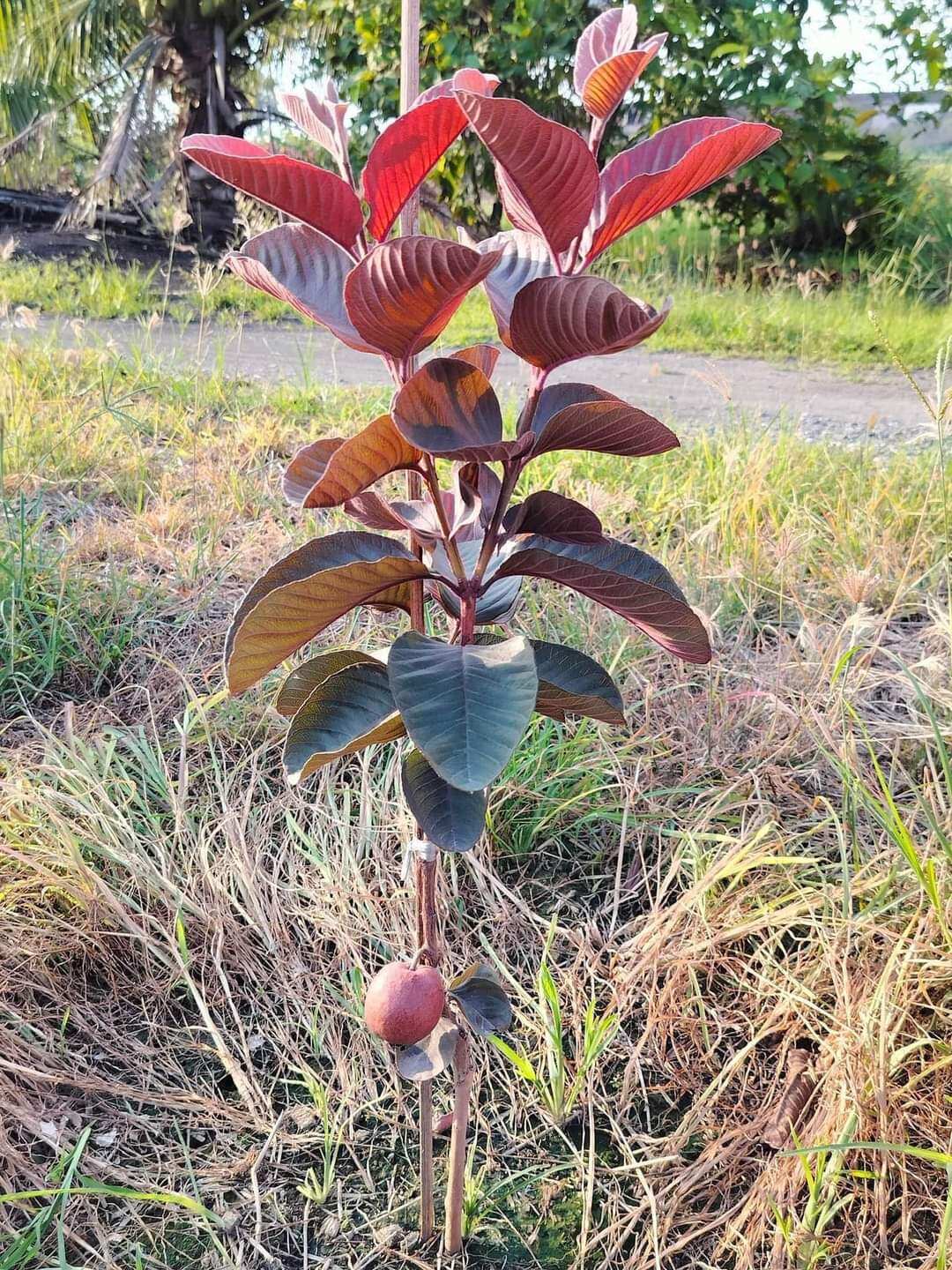 cây giống ổi tím đang hoa.  cây cao hơn 80cm