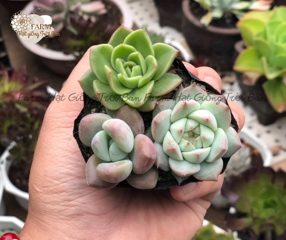 3 CÂY SEN ĐÁ Đà Lạt NGẪU NHIÊN🥴🥴🥴 đã thuần khí hậu - thách thức mọi thời tiết🤡🤡