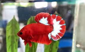 Betta red fancy đã form đẹp hoàn tiền khi có rủi ro do vận chuyển - Q3 - NH
