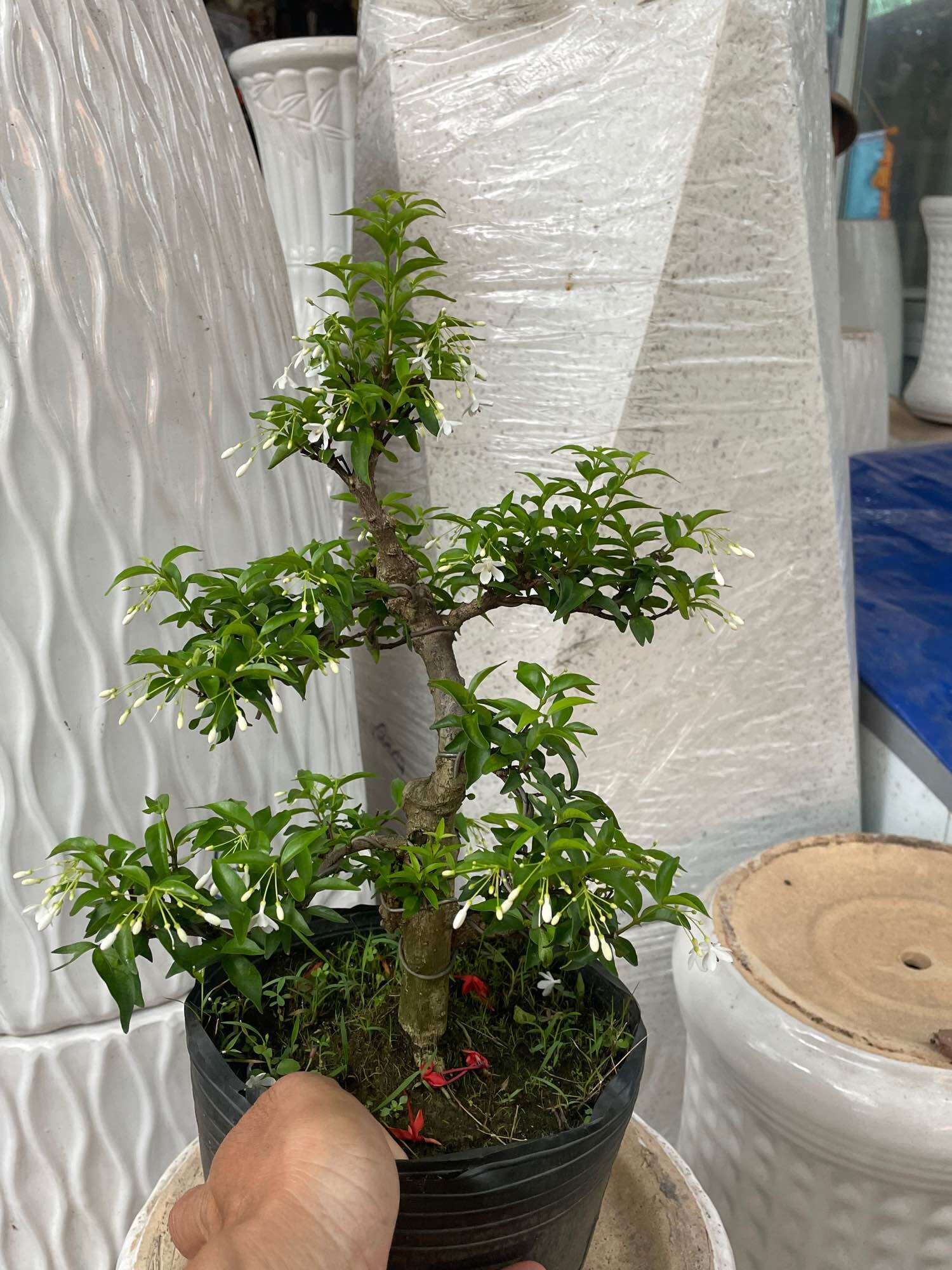 Mai chiếu thuỷ bonsai mini