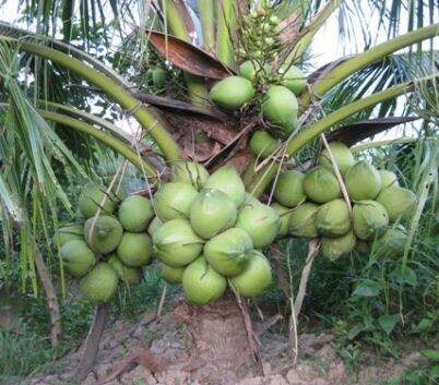 Cây giống Dừa Dứa thơm, ngọt chuẩn giống