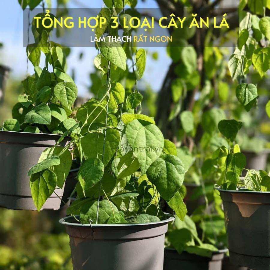 Cây sương sáo