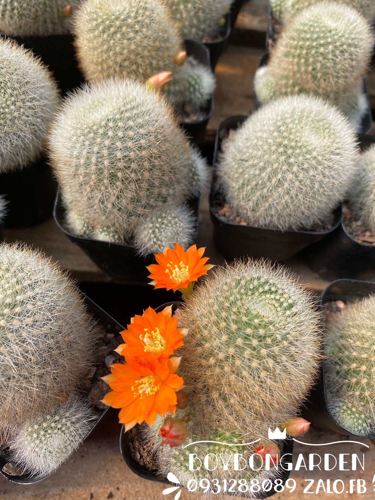 Cây xương rồng rebu hoa cam cây đang con_🌵hàng sẵn