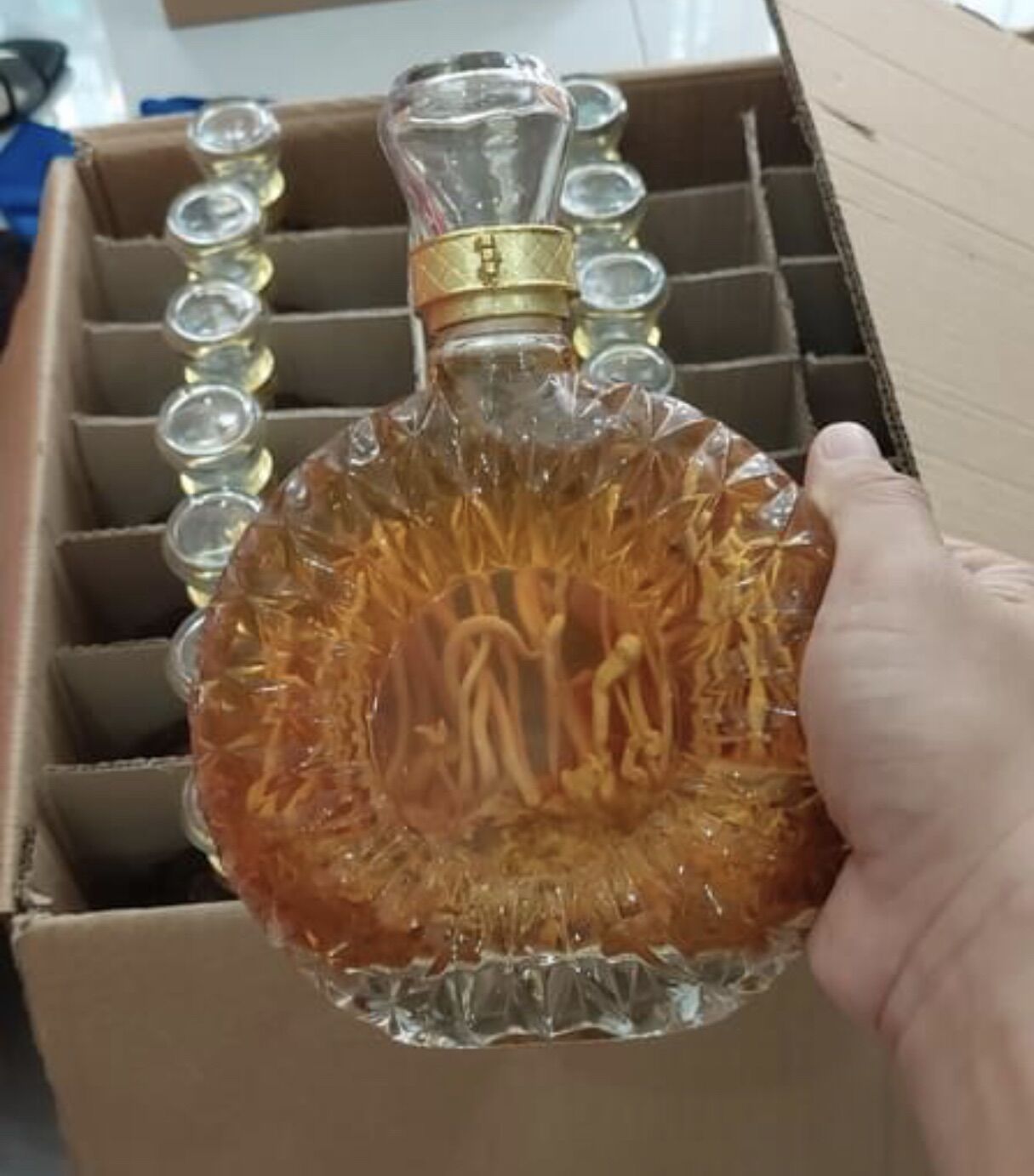 [ Khuyến mai] Đông Trùng ha thao (XO 500ml) món quà vàng cho suc khoe…