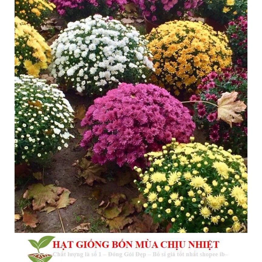 Hạt giống cúc mâm xôi hoa chuẩn Tết _combo 3 gói