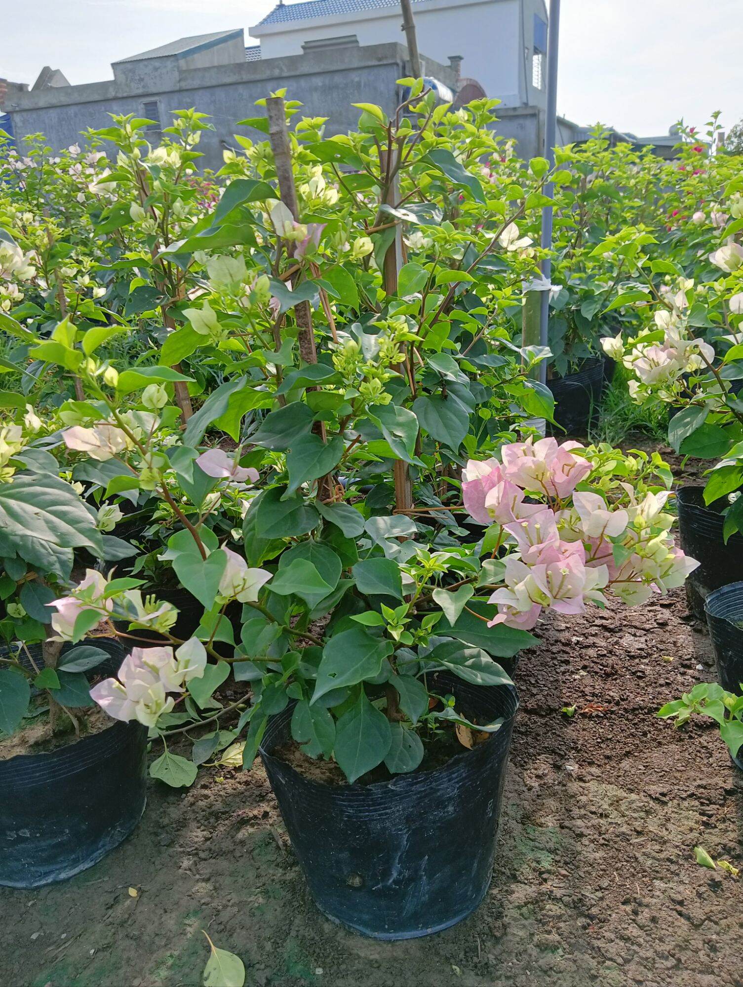 ( Em mới bán ạ)Hoa giấy Sakura nguyên bản