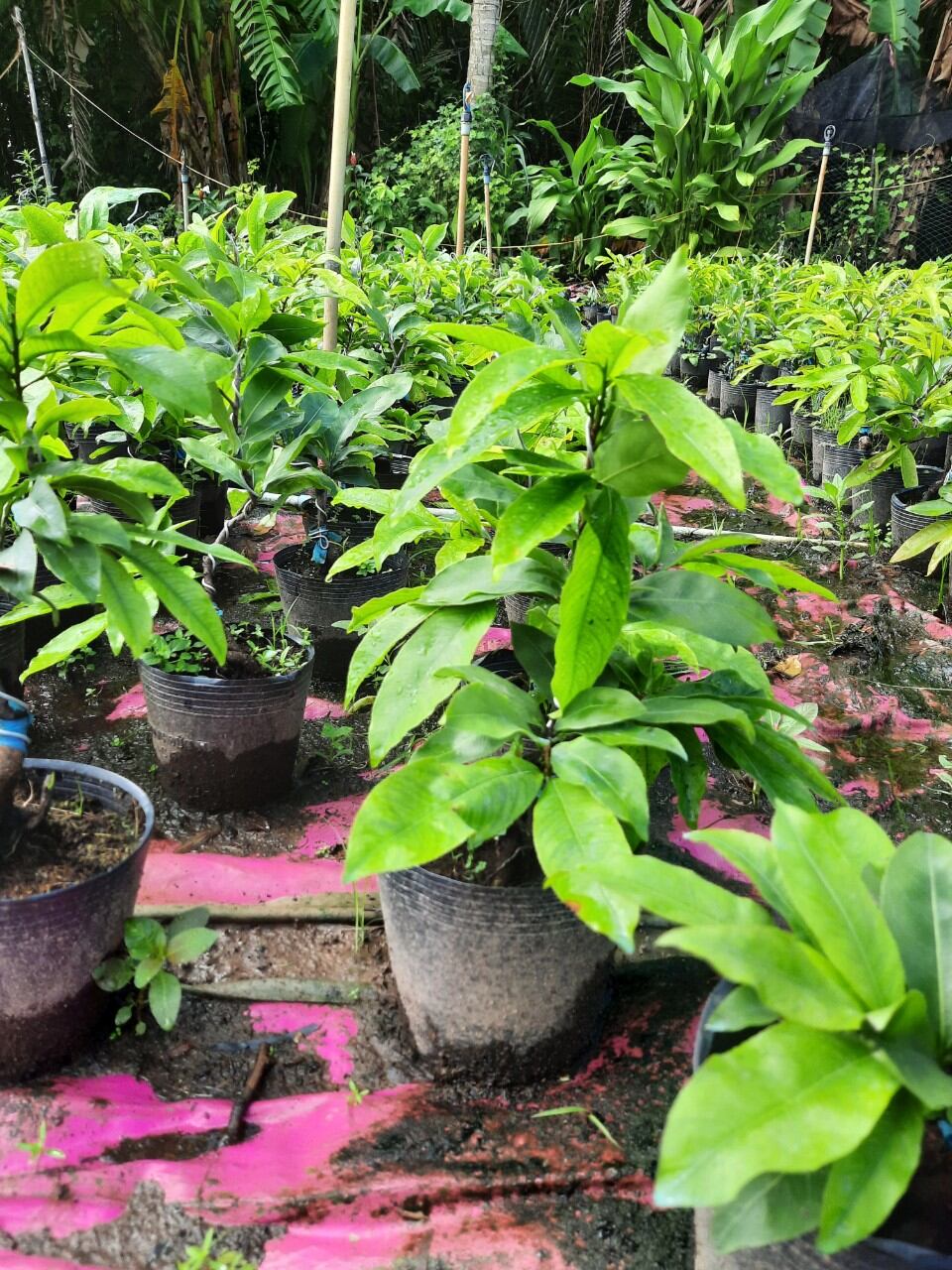 2cây giảo thủ đức  8_12canh cao 30_40cm trở lên