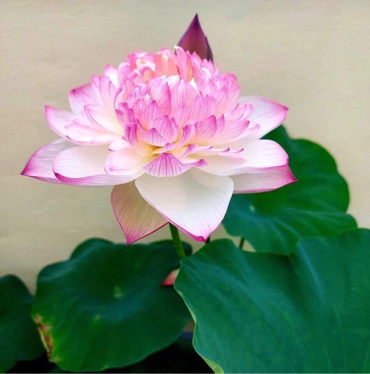 Sen Super Lotus- Củ giống