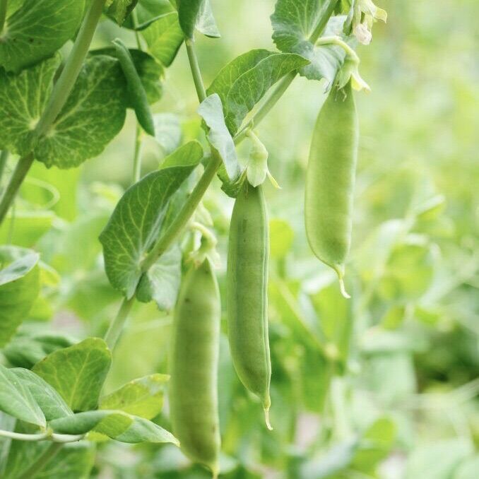 Hạt giống đậu Hà Lan cao sản