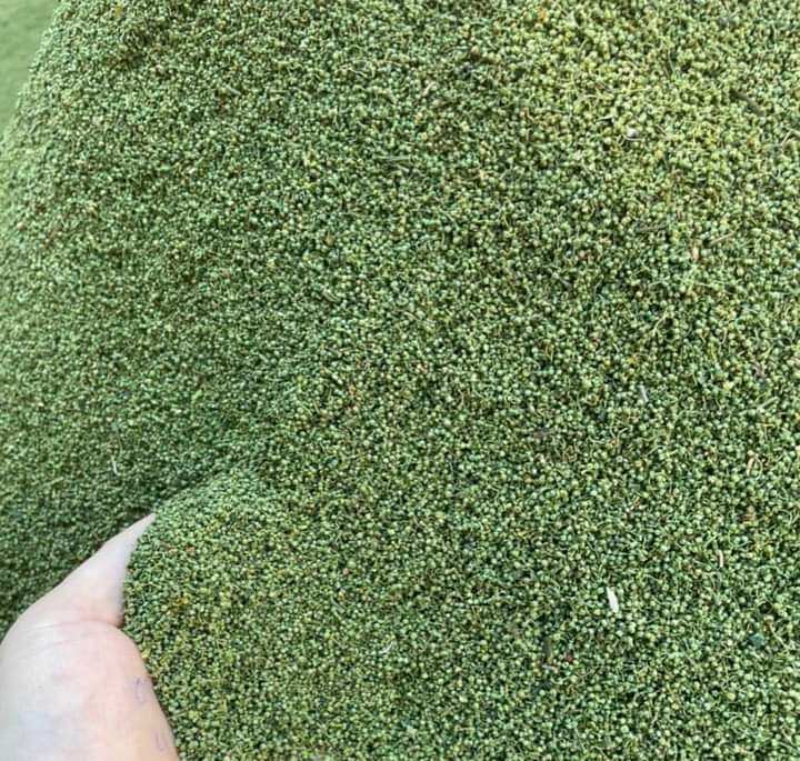 200g nụ hoa tam thất bào tử