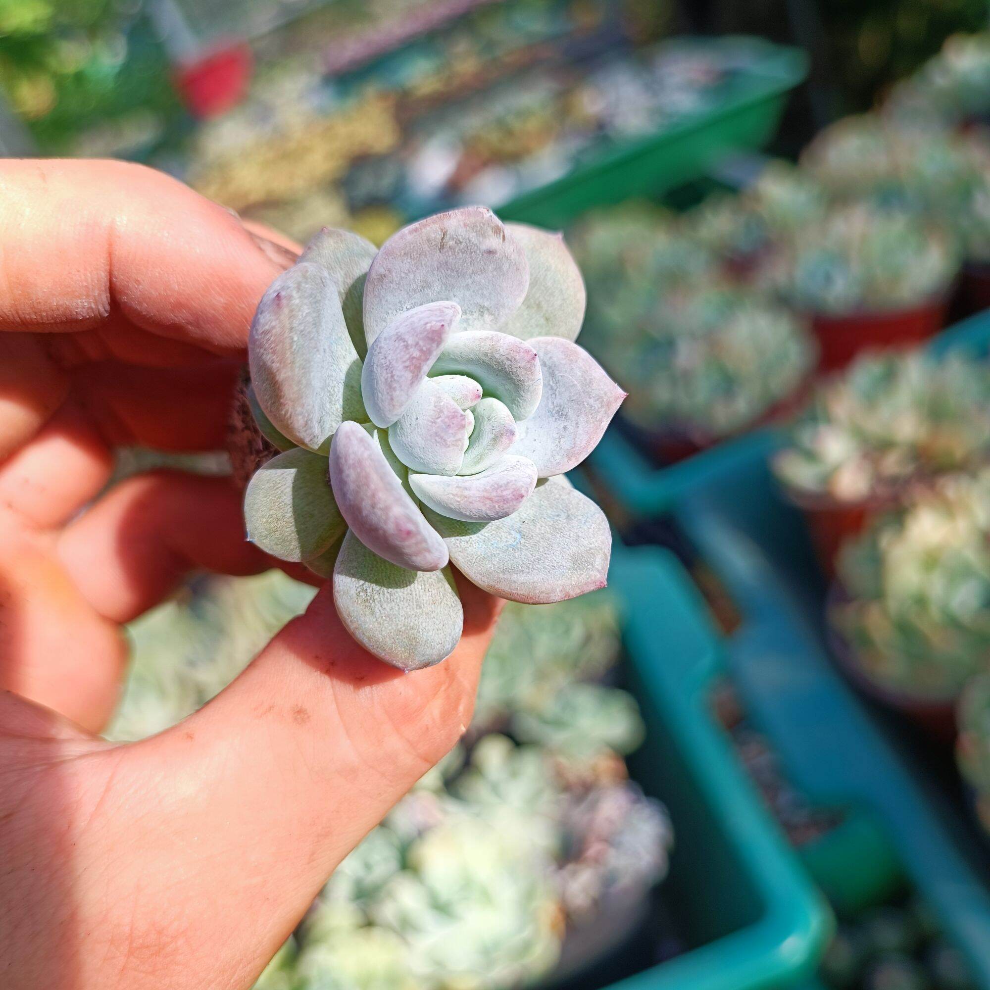 Sale++ Sen Đá Monroe Siêu Đẹp Size 3.5_4 cm.