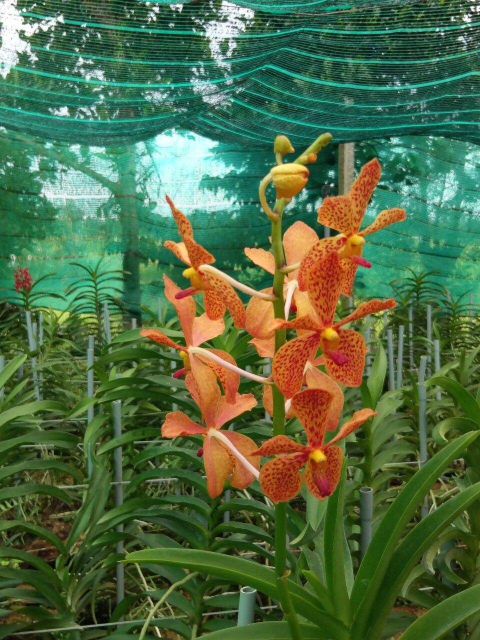 Combo 4 cây mokara 4 màu cao lớn 60cm