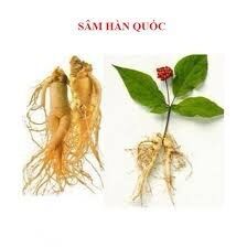 Hạt giống nhân sâm HÀn