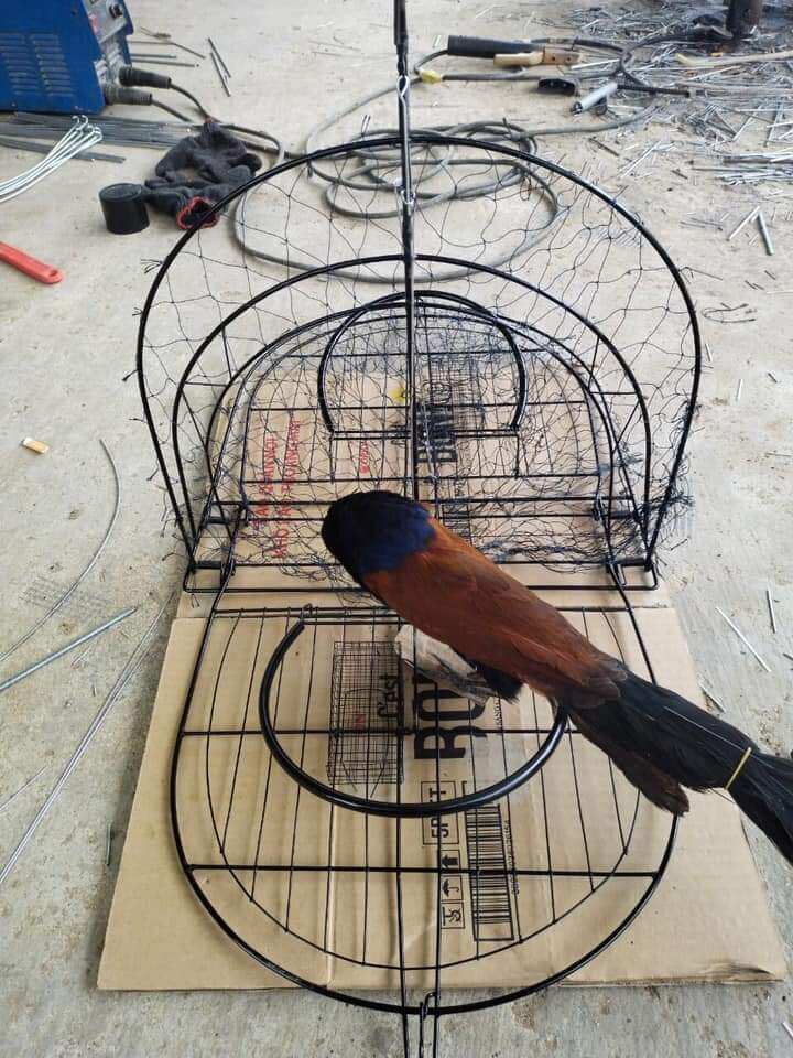 mẹt bịp 2 mặt ( bẫy bìm bịp)