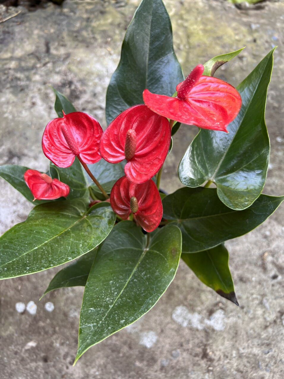 Cây hồng môn ( hình cây thật