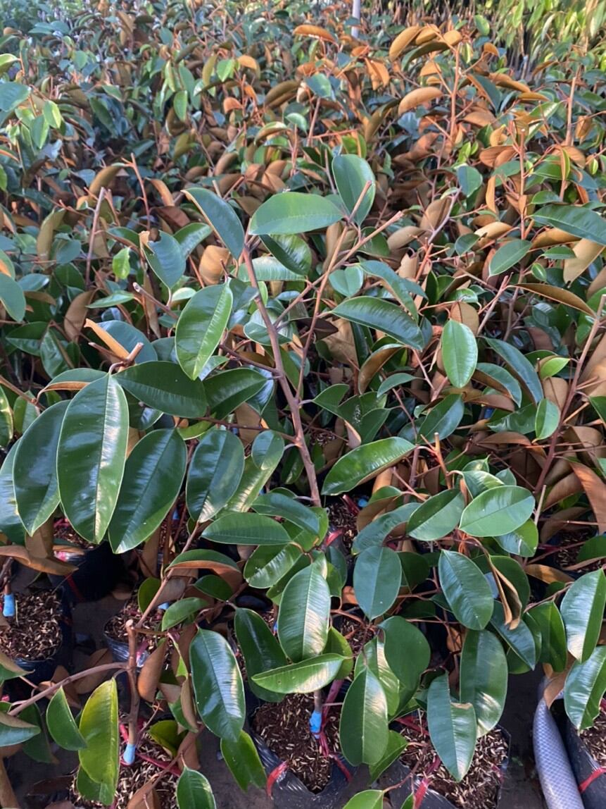 Vú Sữa Bơ Hồng trái 600g