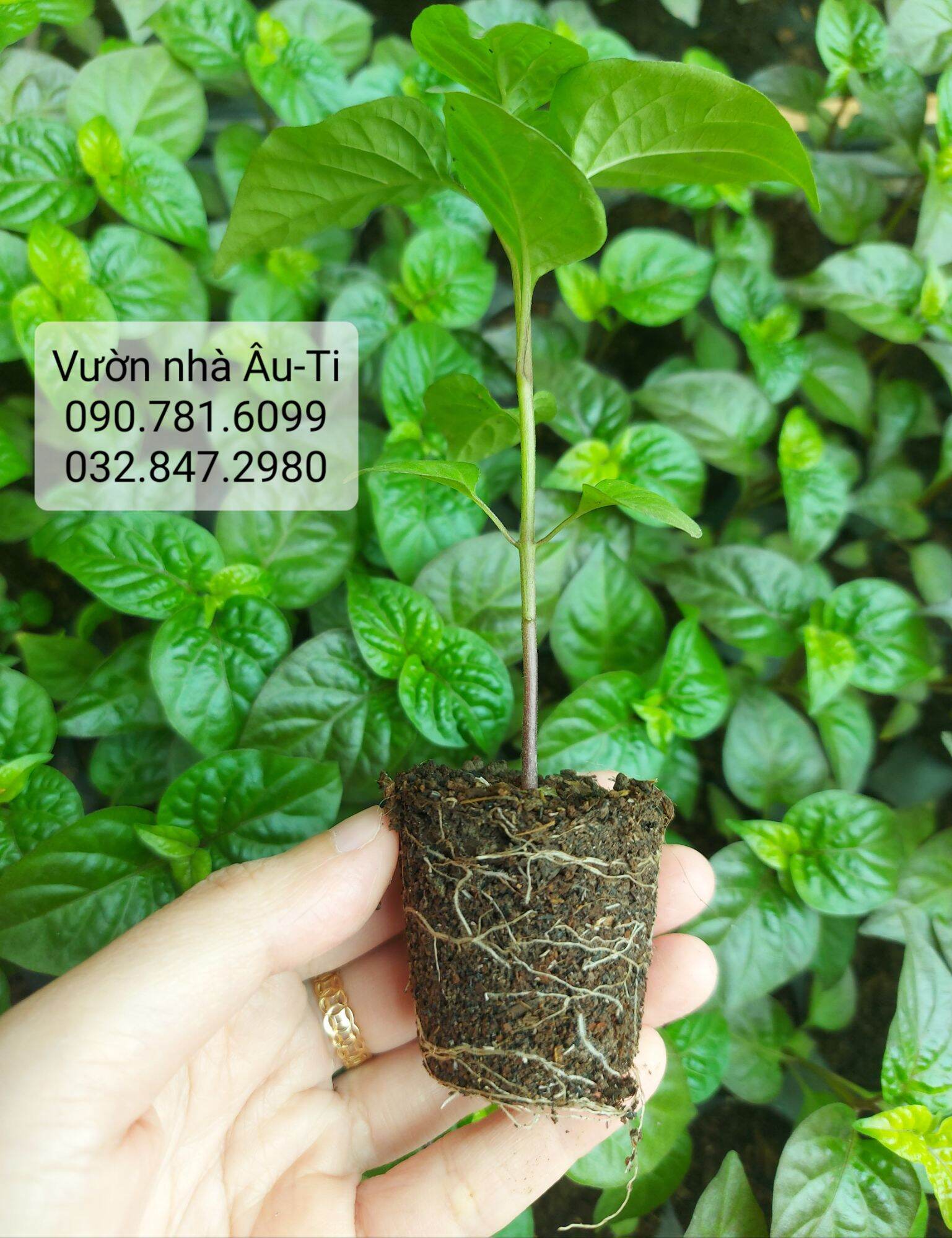 Cây ớt Pockmark Peach như hình