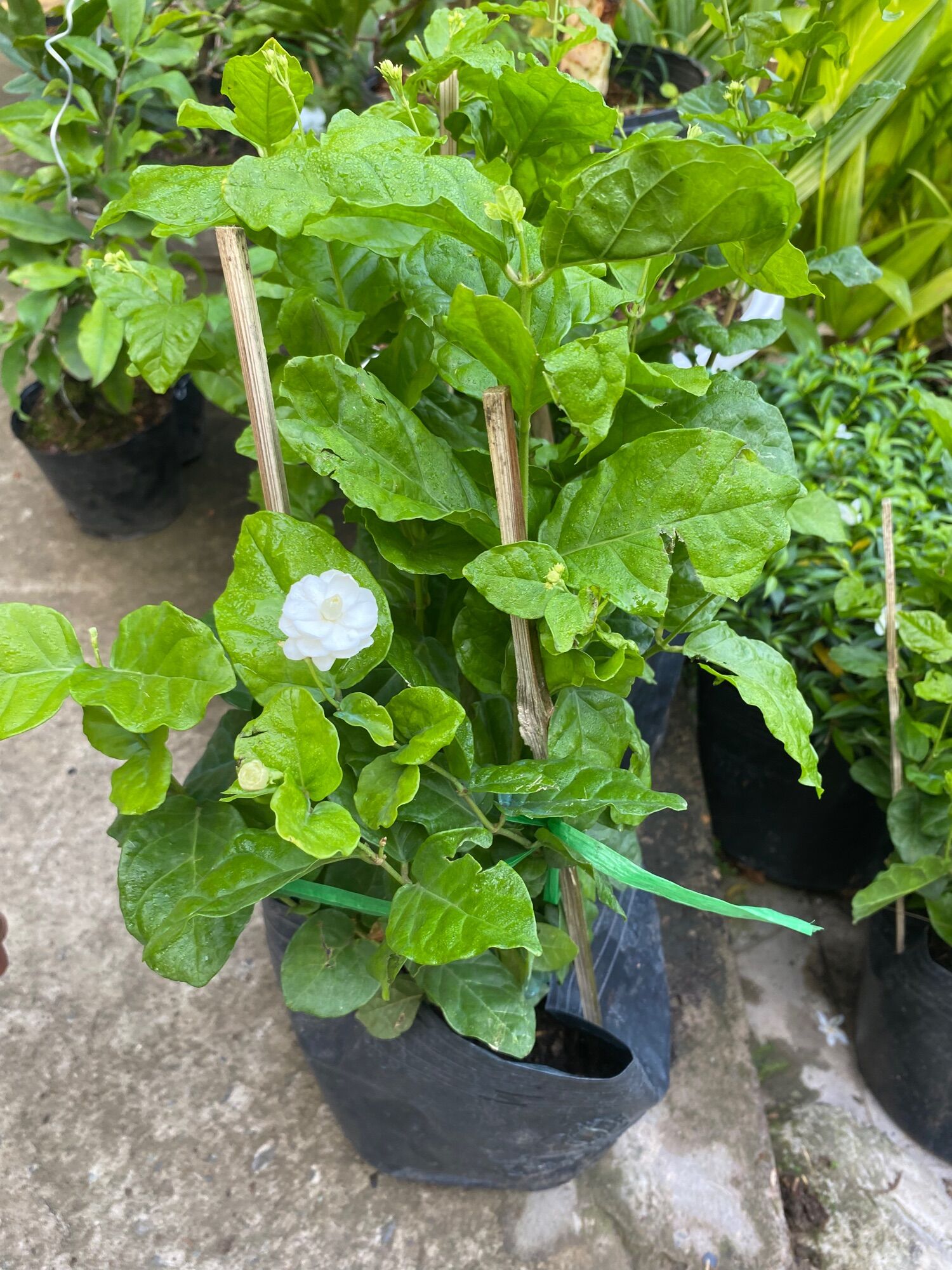 Chậu Hoa Lài bông kép