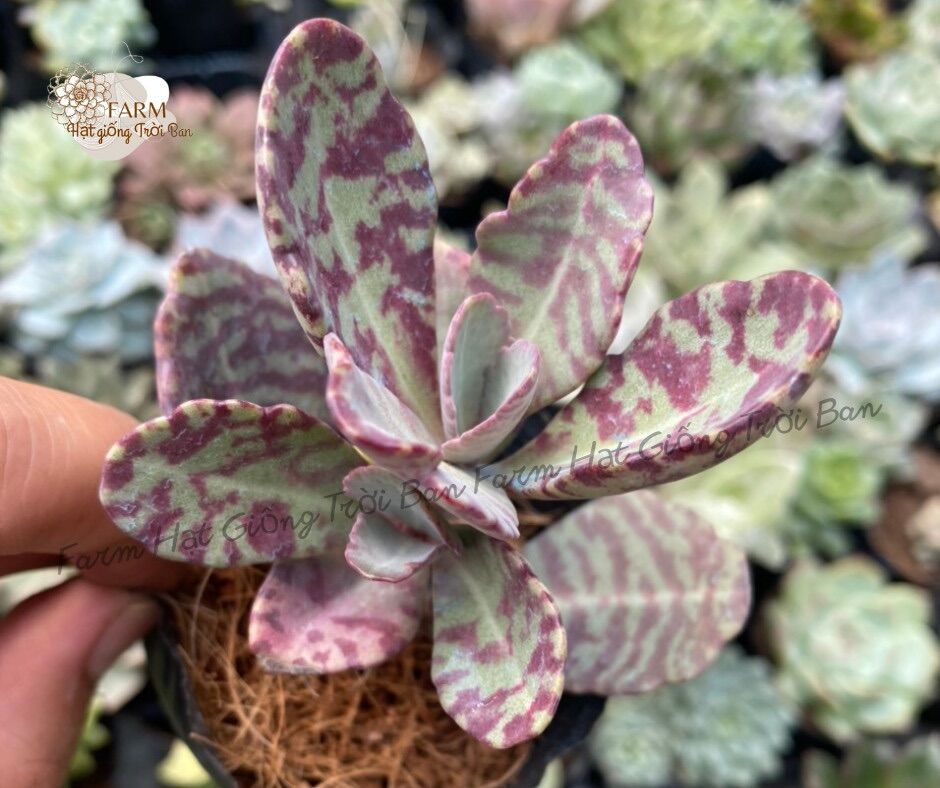 25 dòng Sen đá Giống mới