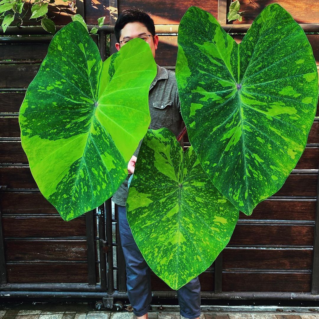 Colocasia Lemon Lime Gecko