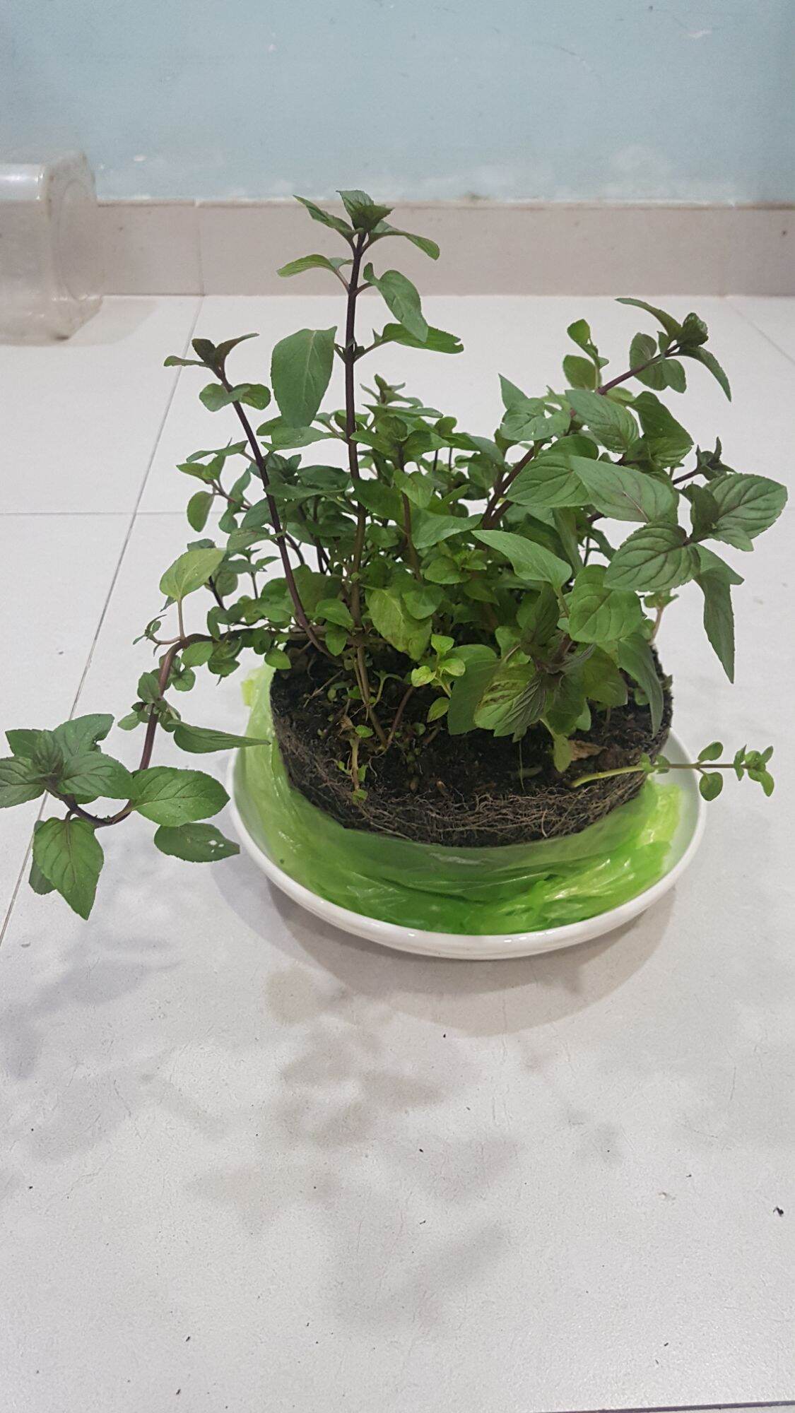 Chậu Cây Bạc hà Peppermint 