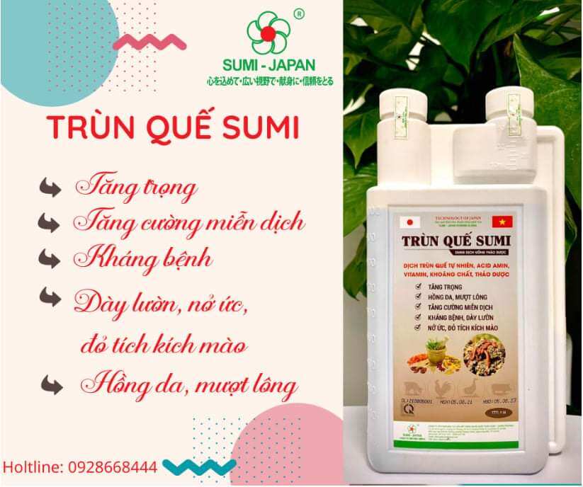 Trùn quế Sumi siêu tăng trọng