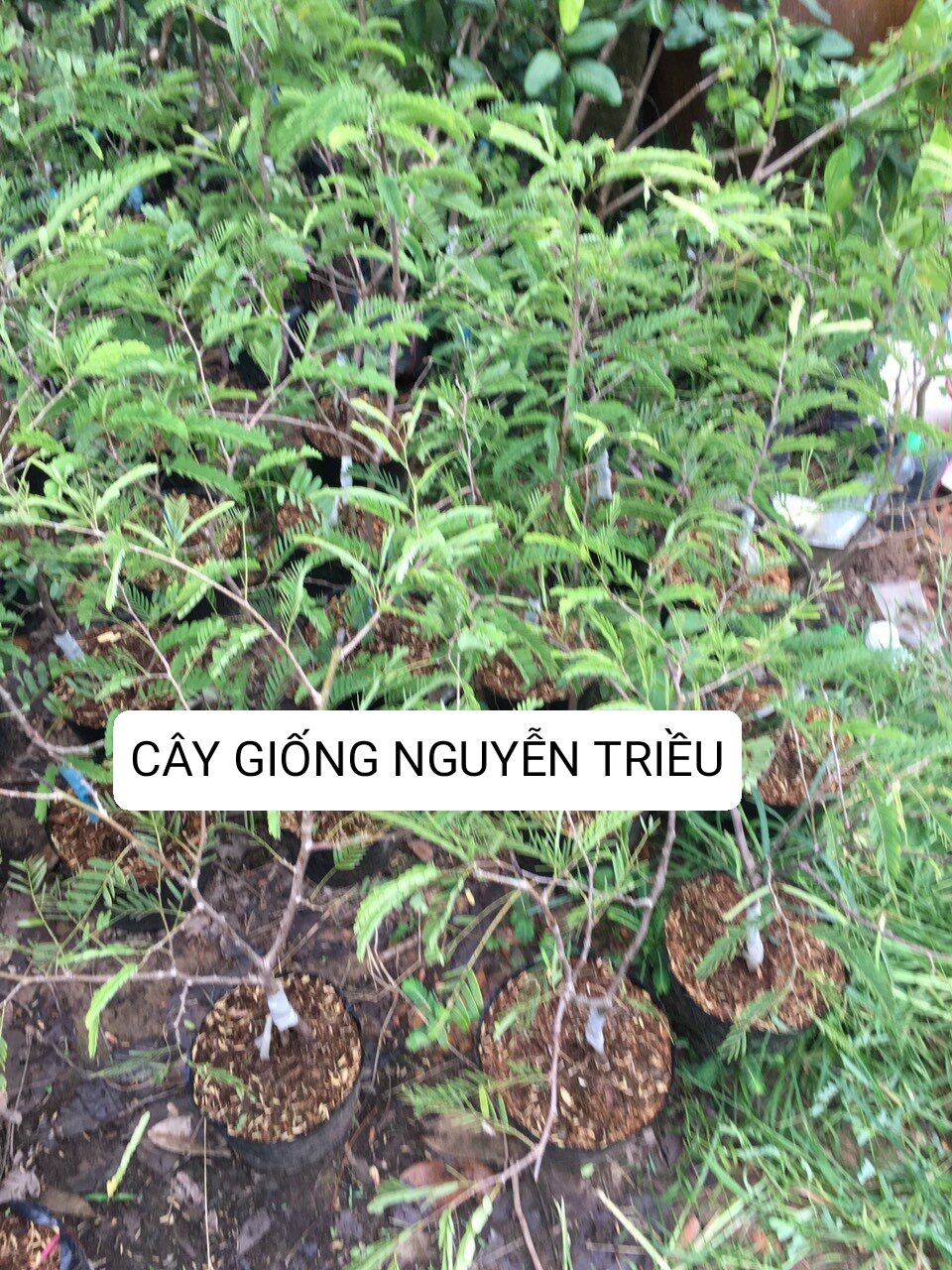 Cây giống me thái ngọt