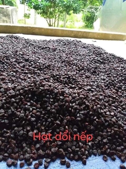 500g hạt dổi nếp rừng
