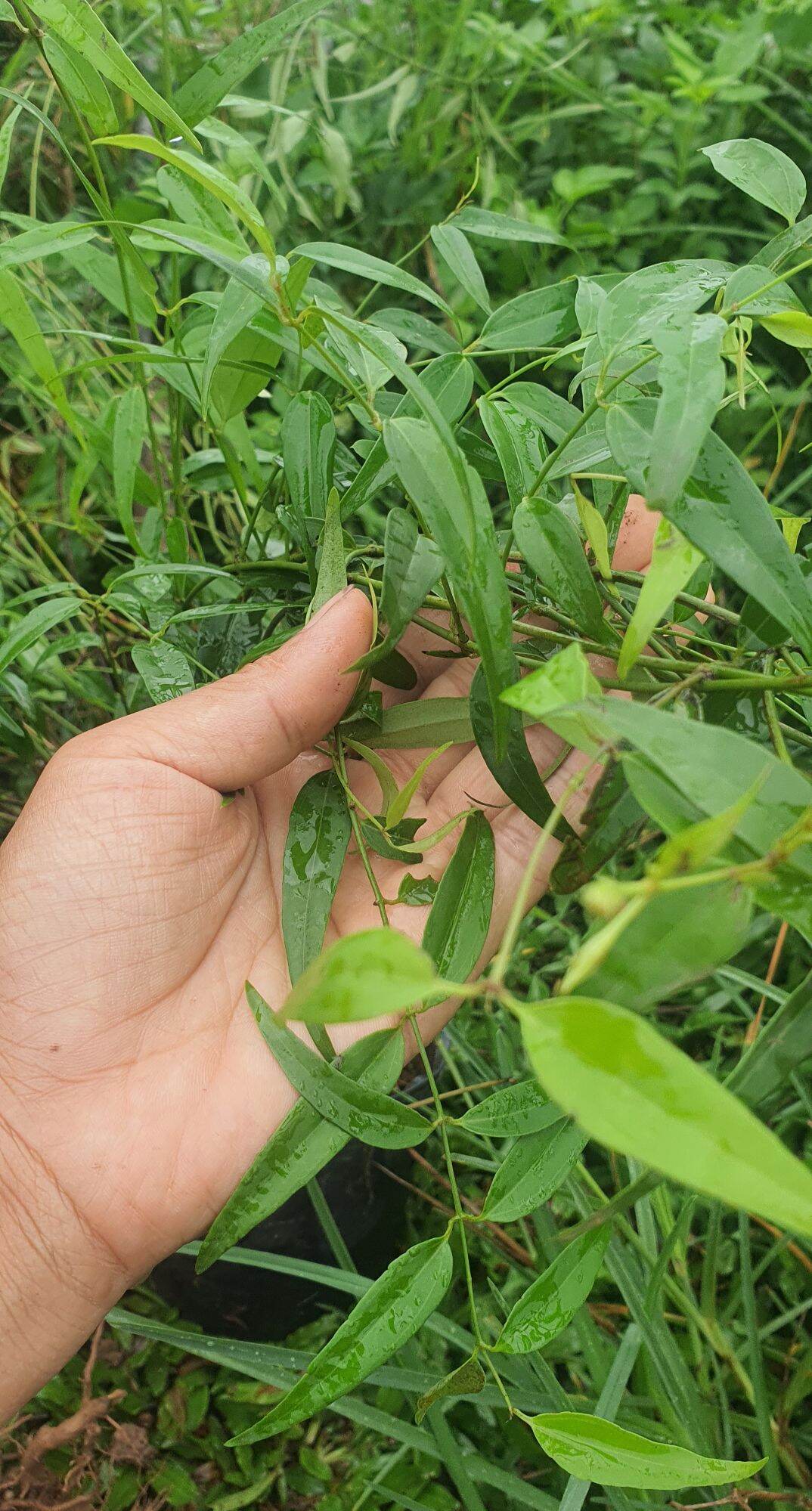 giống chè vằng sẻ| chuẩn giống
