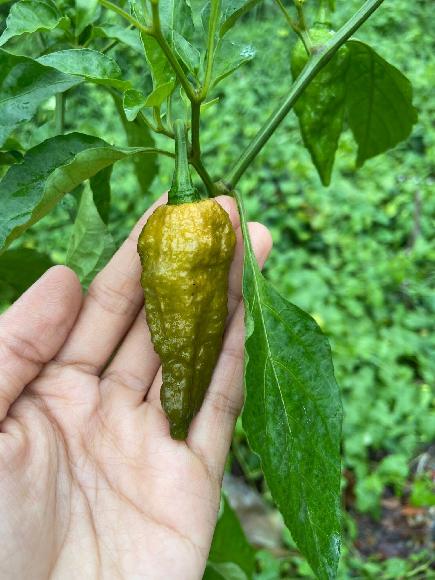 Hạt giống ớt Bhut jolokia solid gold