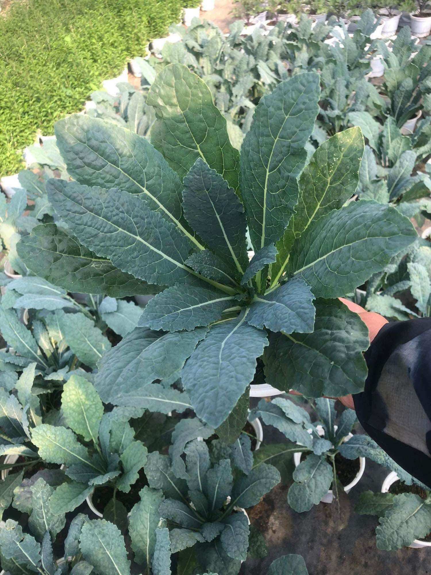 Combo 10 Kale khủng long size Vỉ