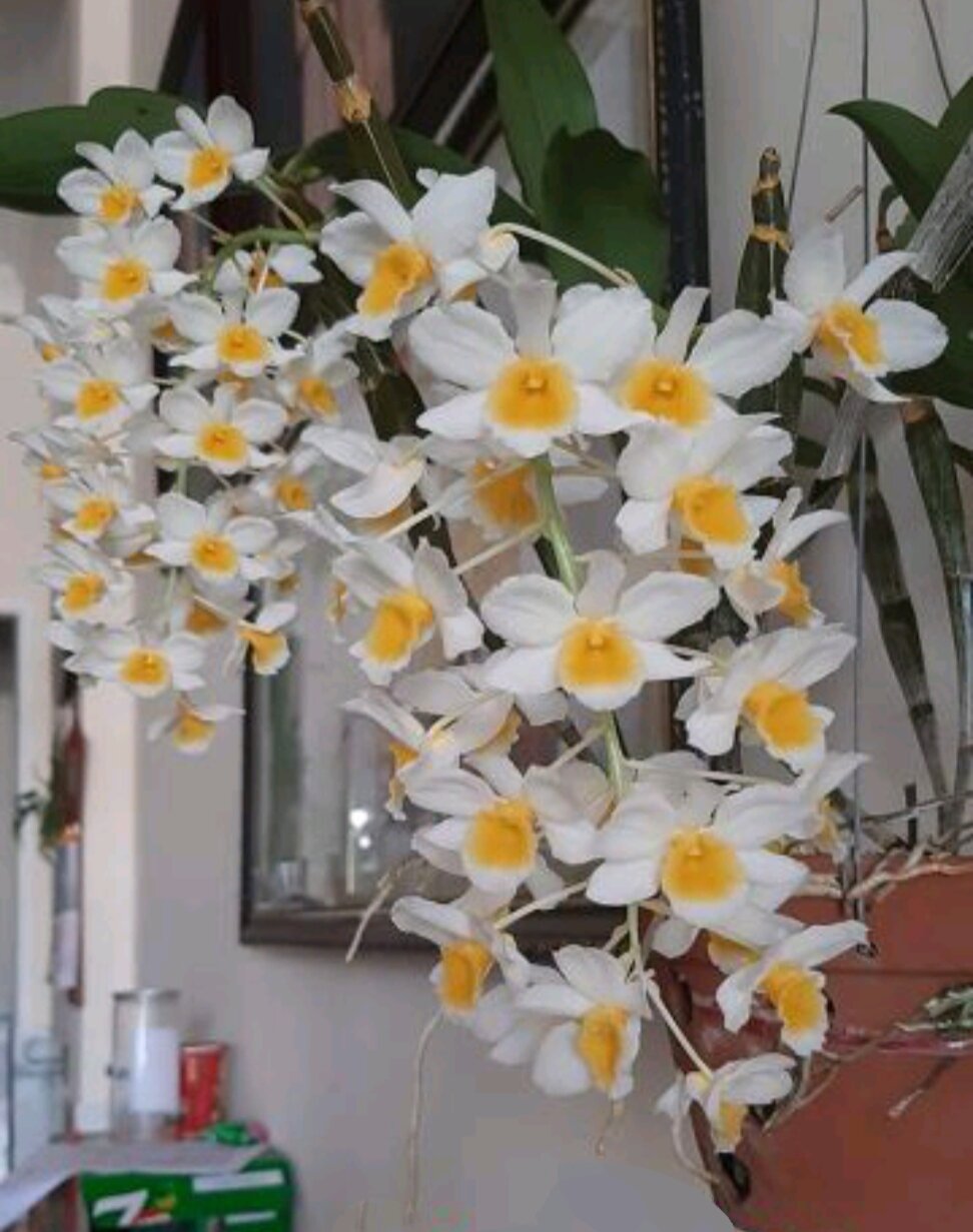 Cây giống Lan Kiều Mỡ Gà thân tím