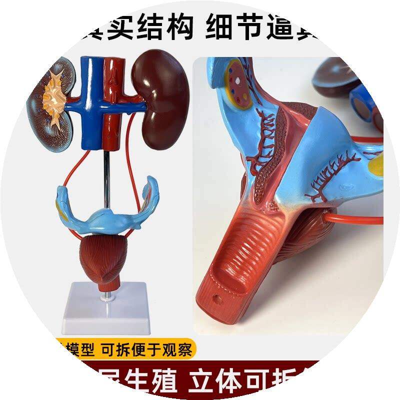 Human Urinary Reproductive System Kidney Bladder Ureter Anatomy Model Educational Tool