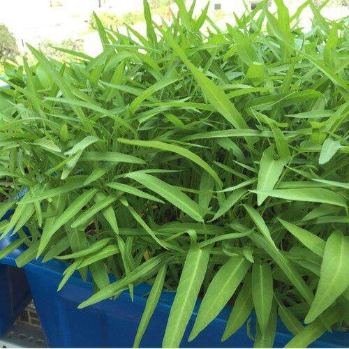 Hạt giống rau muống tre Thái Lan ( Gói 50gr)