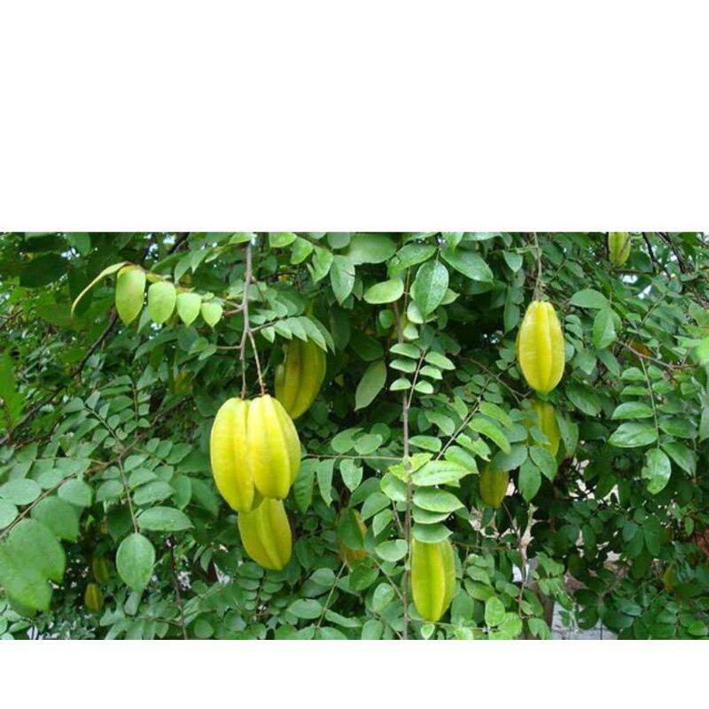 1kg lá khế chua khô thơm sạch