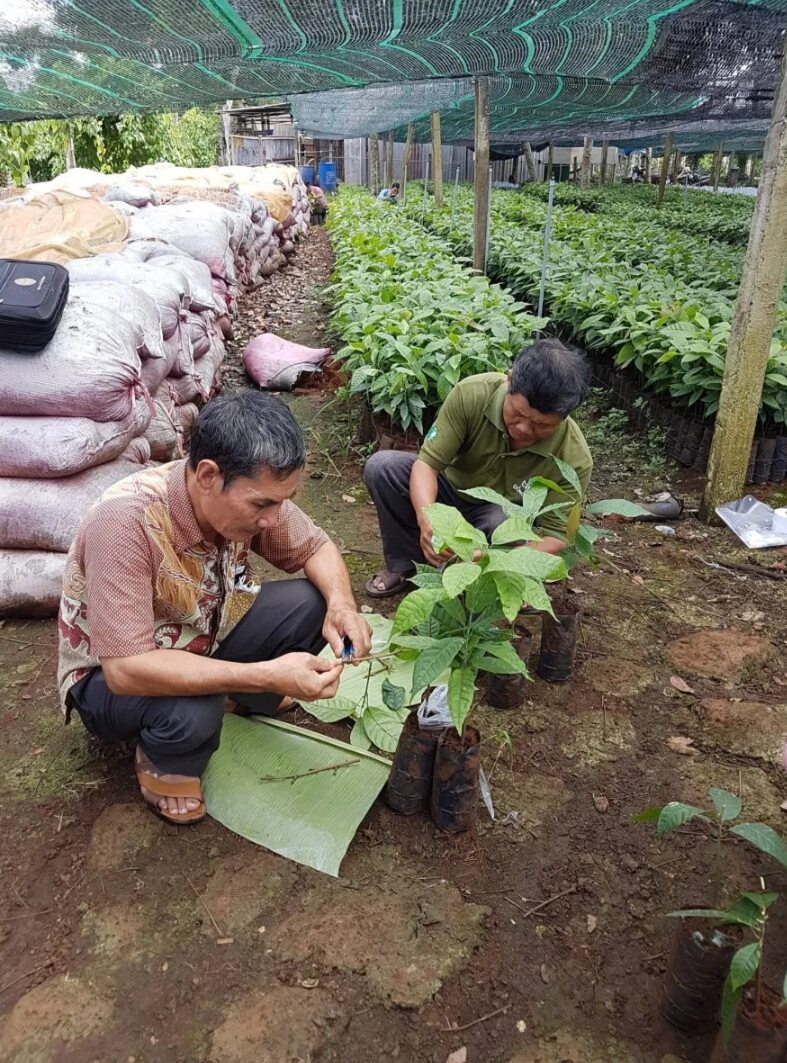 Cây cacao giống (Siêu trái, cho trái sớm)