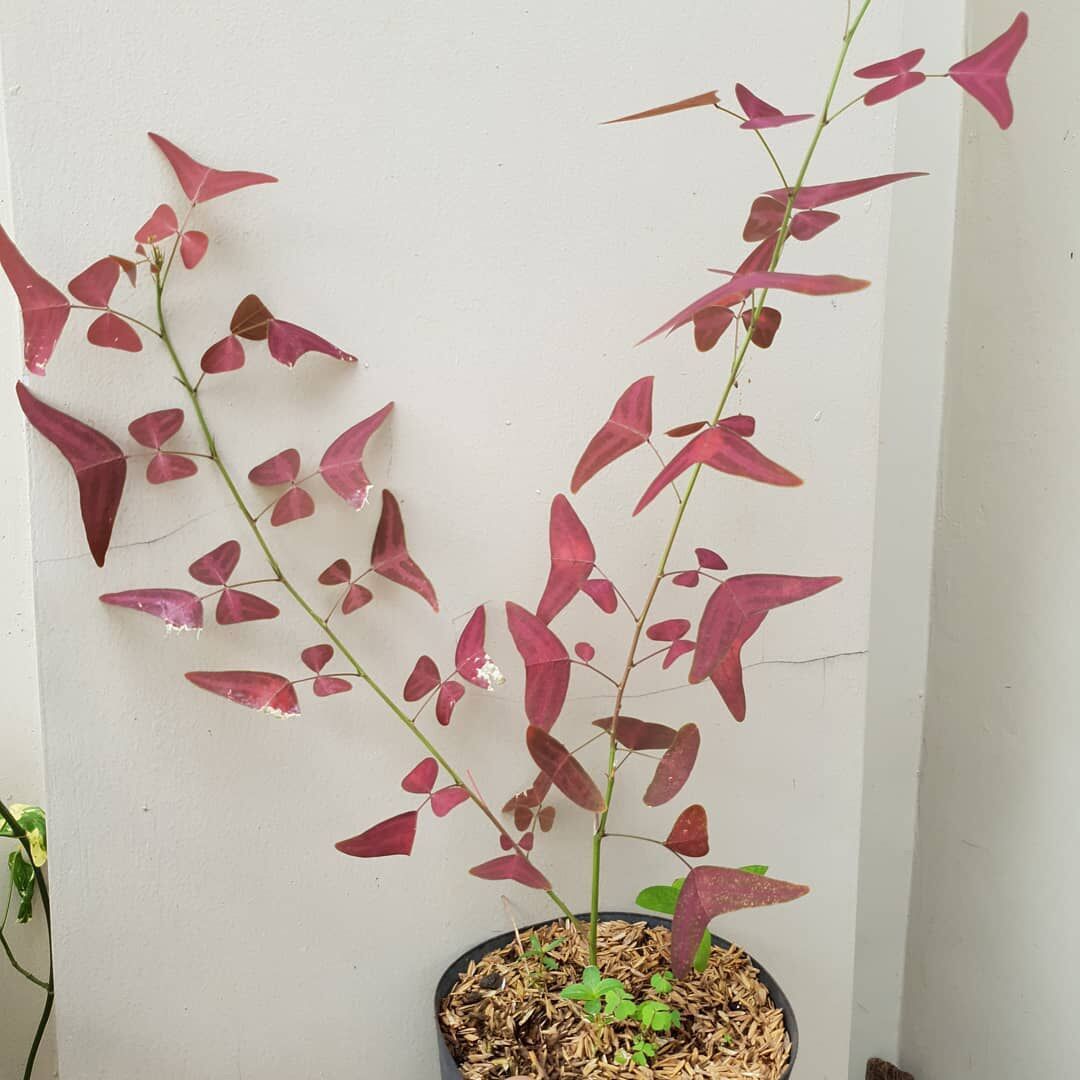 Chậu Bướm Ngày