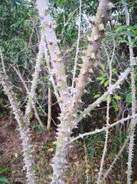 Ưng bất bạc 1kg khô