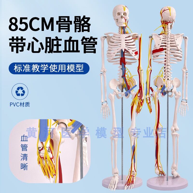 Mô hình bộ xương có tim và mạch máu cao 85cm mô hình bộ xương toàn thân bộ xương mô hình cơ thể người lớn đầu lâu nhỏ