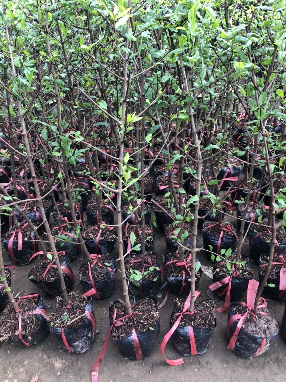 Cây Lựu đỏ lùn Ấn Độ siêu trái (giao cây tương đương hình số 5)