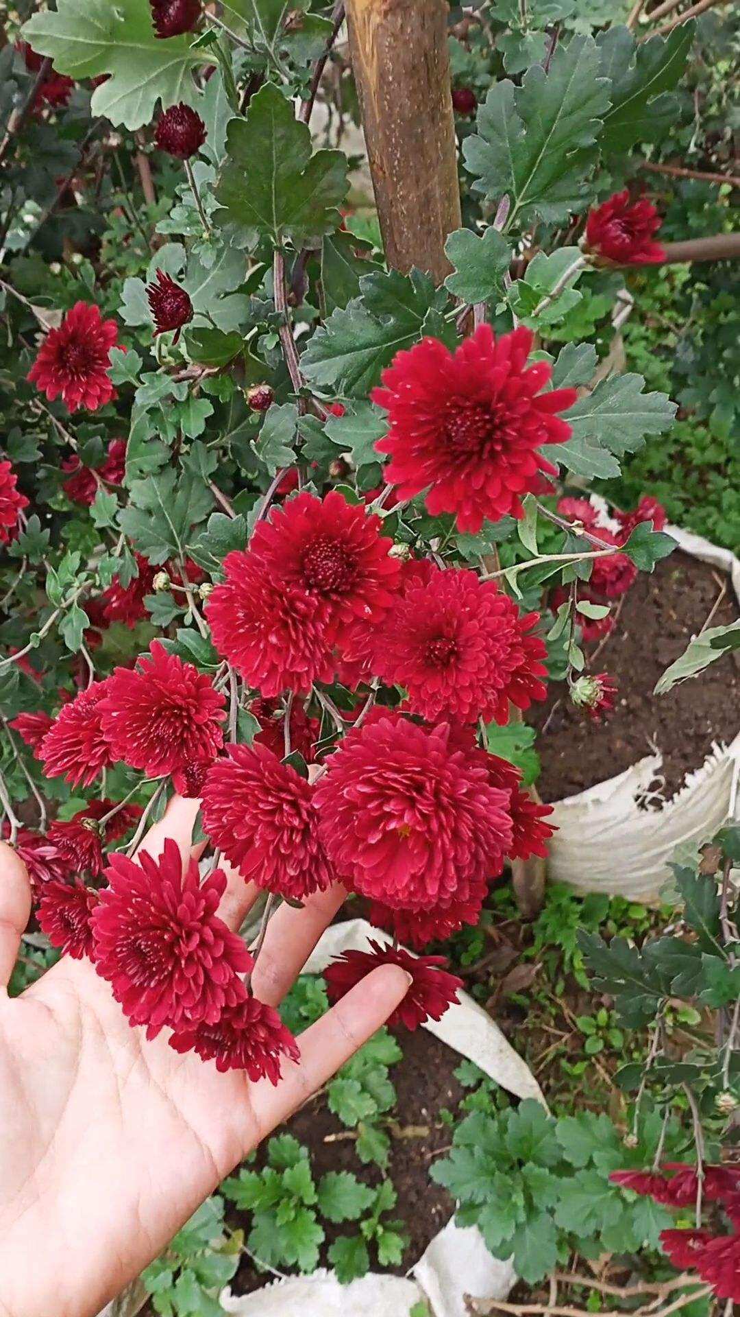 Cúc cổ Sơn La (cây giống)