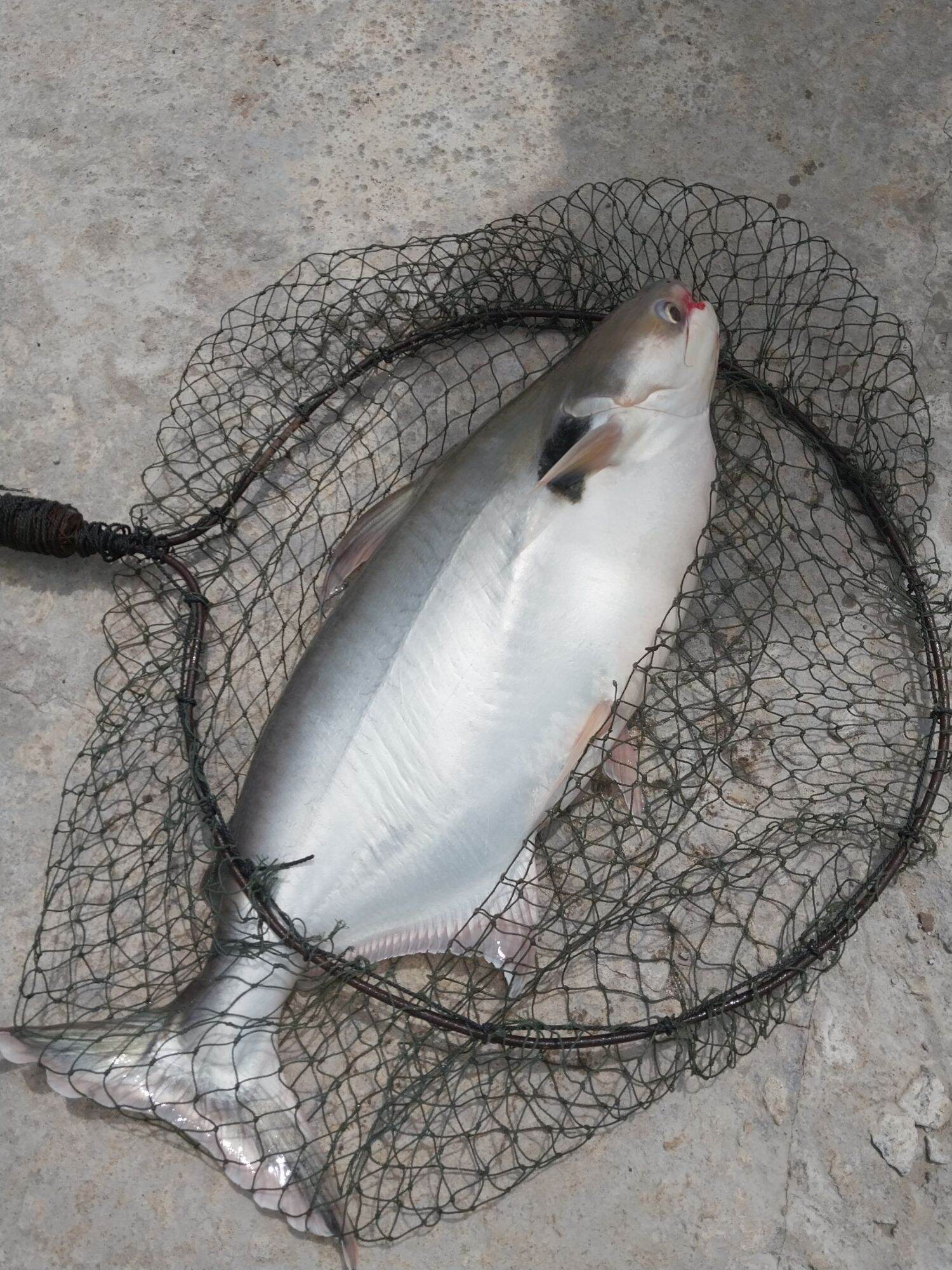 MỒI CÂU CÁ LĂNG DA TRƠN 500G