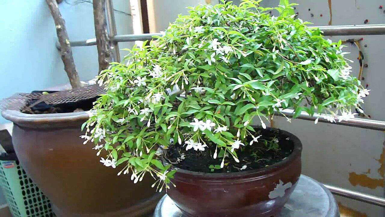 cây mai chiếu thủy
