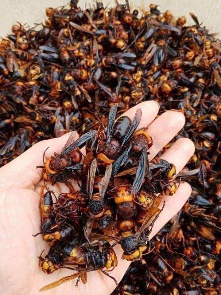 Ong đất ( Ong bắp cày) ngâm ru.ou chai 1Lít hoặc chưa ngâm