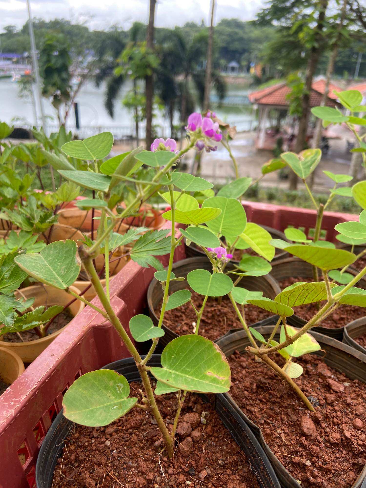 Cây giống kim tiền thảo