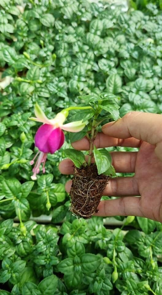 Cây giống hoa lồng đèn 10 cây
