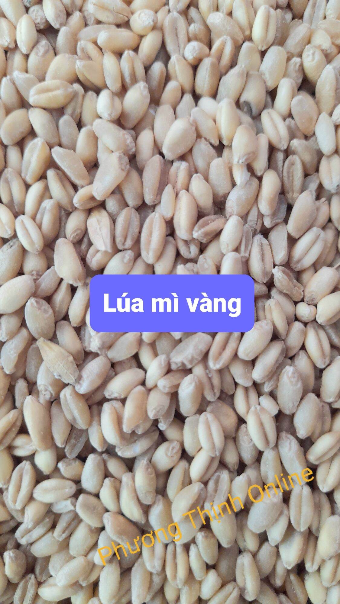 5Kg Lúa mì cho gia cầm