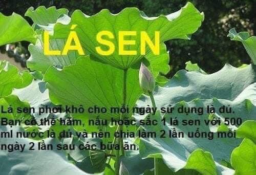 Trà lá sen túi lọc
